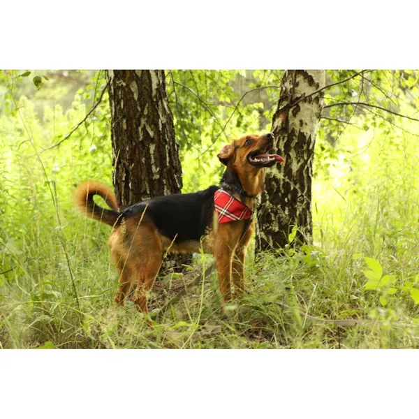 Znaleziono psa, Białystok, 6 lutego 2025 (4/5)