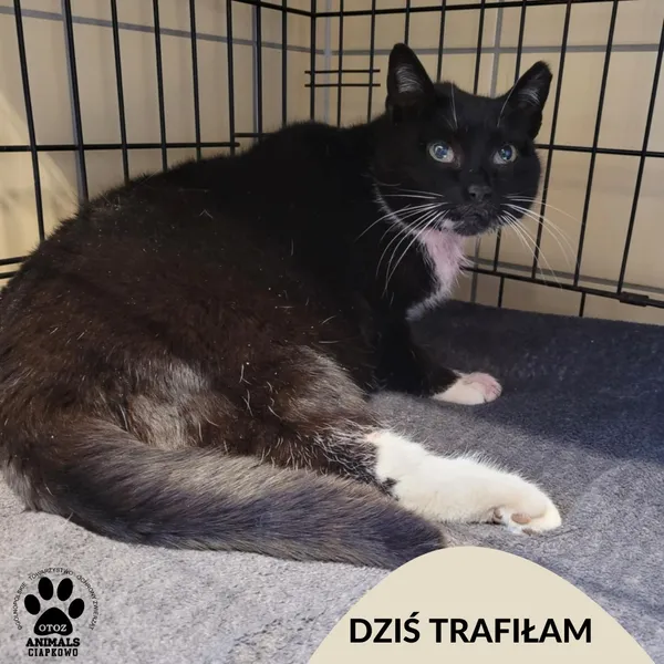 Znaleziono kota, Gdynia, 11 marca 2025