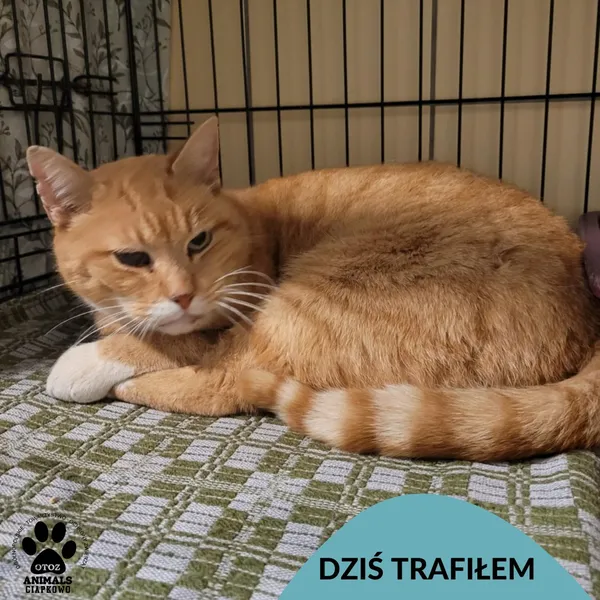 Znaleziono kota, Gdynia, 11 marca 2025