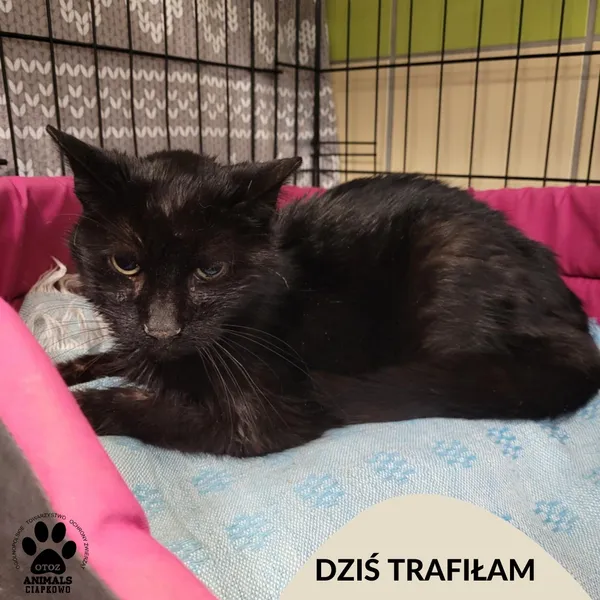 Znaleziono kota, Gdynia, 10 marca 2025