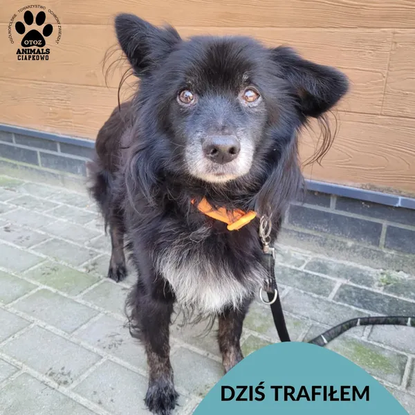 Znaleziono psa, Gdynia, 6 marca 2025