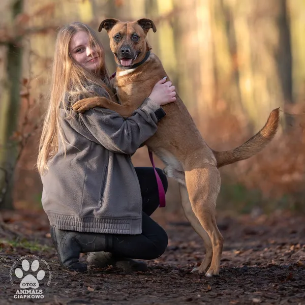 Pies do adopcji, Gdynia, 11 marca 2025 (2/4)