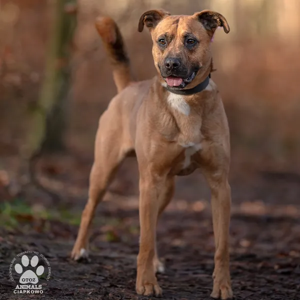 Pies do adopcji, Gdynia, 11 marca 2025 (3/4)