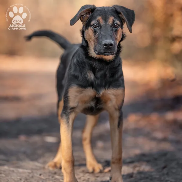 Pies do adopcji, Gdynia, 11 marca 2025 (4/4)