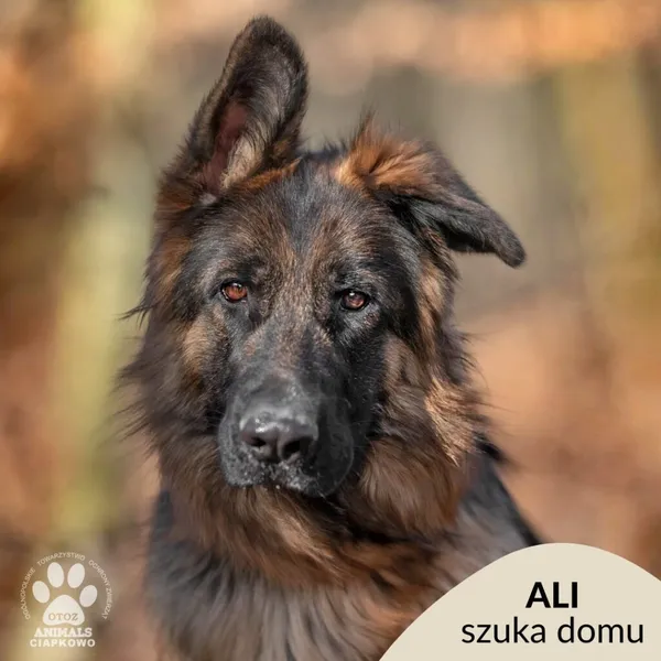 Pies do adopcji, Gdynia, 11 marca 2025 (1/4)