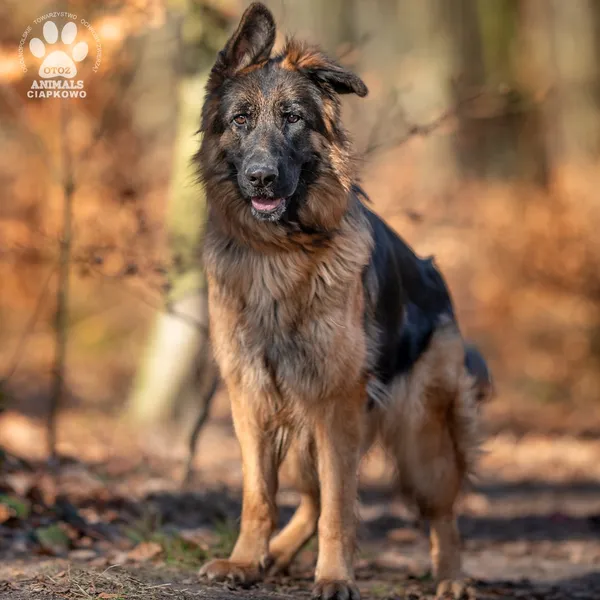 Pies do adopcji, Gdynia, 11 marca 2025 (3/4)