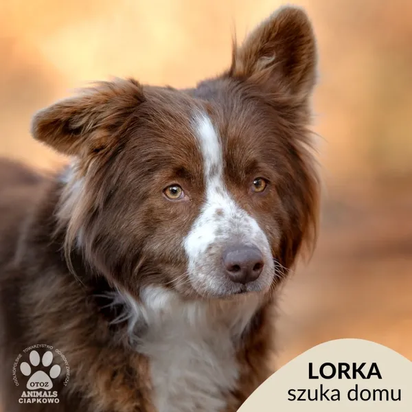 Pies do adopcji, Gdynia, 11 marca 2025 (1/4)