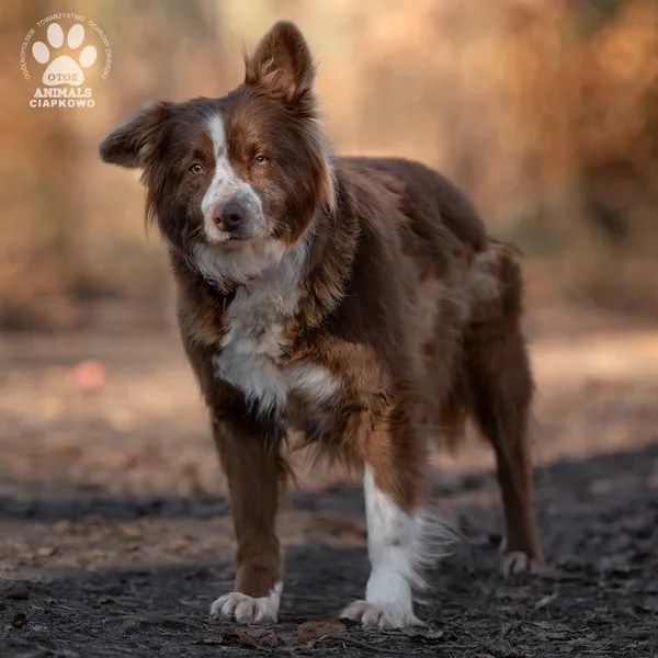 Pies do adopcji, Gdynia, 11 marca 2025 (2/4)