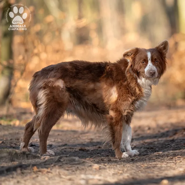 Pies do adopcji, Gdynia, 11 marca 2025 (4/4)