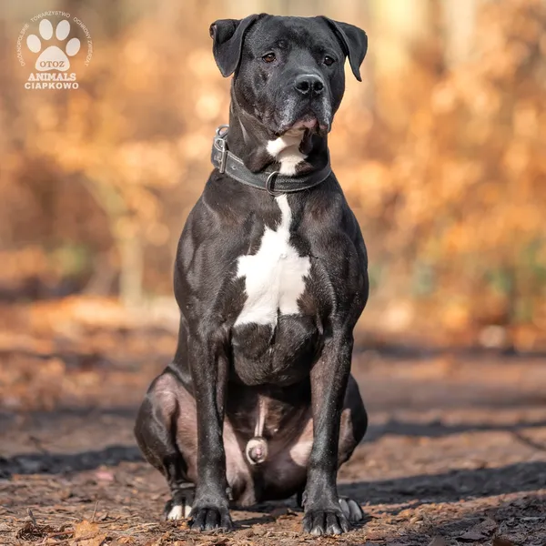 Pies do adopcji, Gdynia, 11 marca 2025 (4/4)