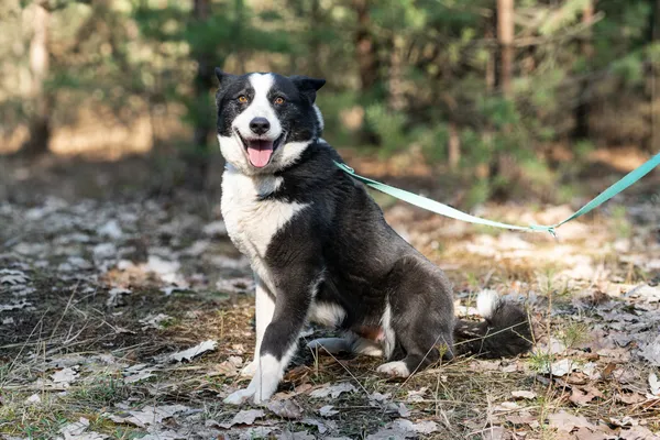 Pies do adopcji, Nowodwór, 11 marca 2025 (1/5)