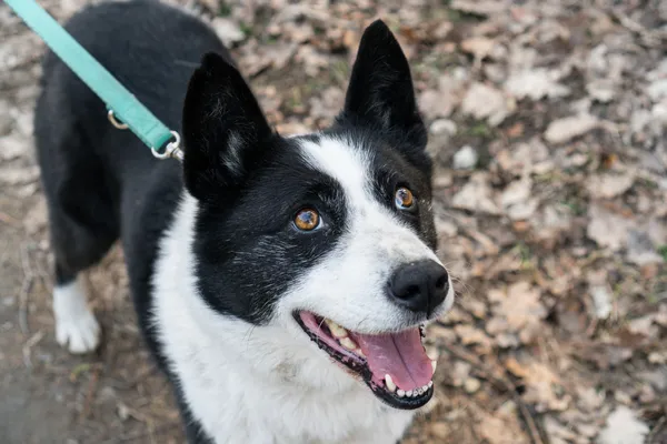 Pies do adopcji, Nowodwór, 11 marca 2025 (2/5)