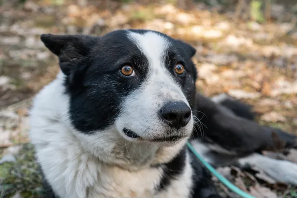 Pies do adopcji, Nowodwór, 11 marca 2025 (3/5)