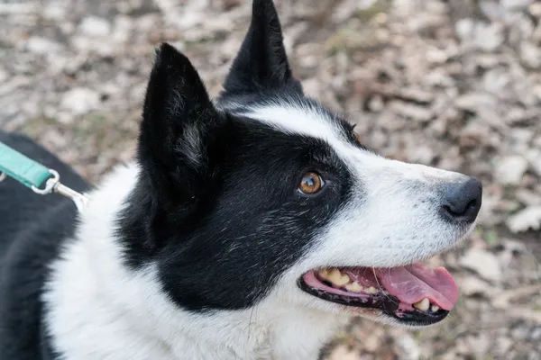 Pies do adopcji, Nowodwór, 11 marca 2025 (5/5)