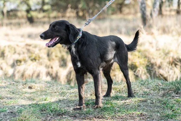 Pies do adopcji, Nowodwór, 11 marca 2025 (2/5)