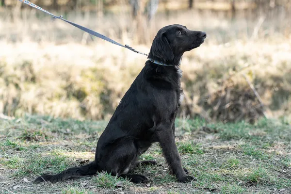 Pies do adopcji, Nowodwór, 11 marca 2025 (3/5)