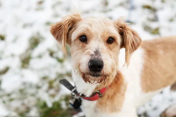 Pies do adopcji, Nowodwór, 11 marca 2025 (1/5)