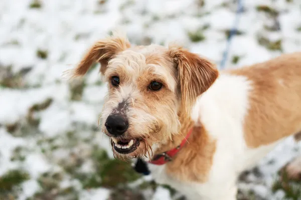 Pies do adopcji, Nowodwór, 11 marca 2025 (3/5)