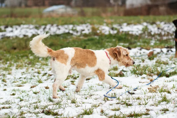 Pies do adopcji, Nowodwór, 11 marca 2025 (4/5)