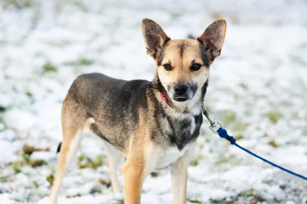 Pies do adopcji, Nowodwór, 11 marca 2025 (1/5)