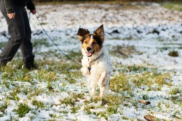 Pies do adopcji, Nowodwór, 11 marca 2025 (1/5)