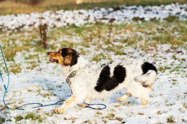 Pies do adopcji, Nowodwór, 11 marca 2025 (2/5)