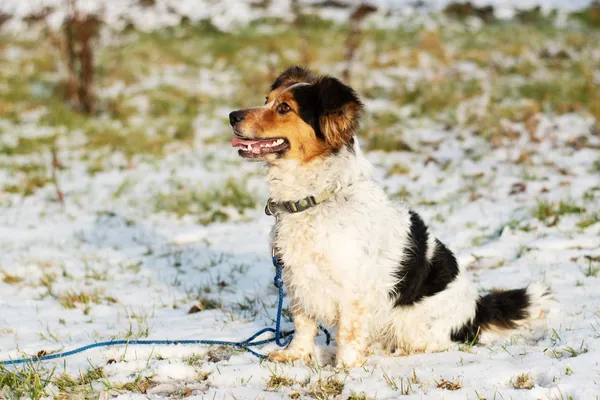 Pies do adopcji, Nowodwór, 11 marca 2025 (3/5)