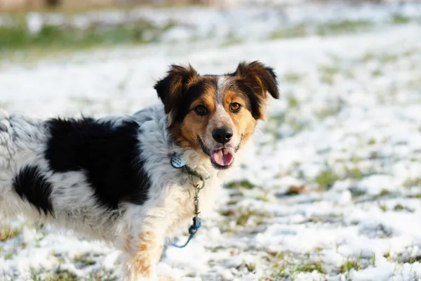 Pies do adopcji, Nowodwór, 11 marca 2025 (5/5)