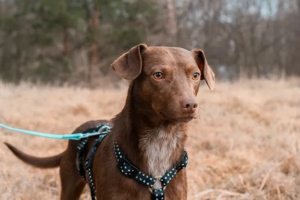 Pies do adopcji, Nowodwór, 11 marca 2025 (1/5)