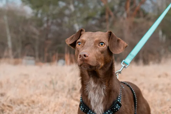 Pies do adopcji, Nowodwór, 11 marca 2025 (5/5)