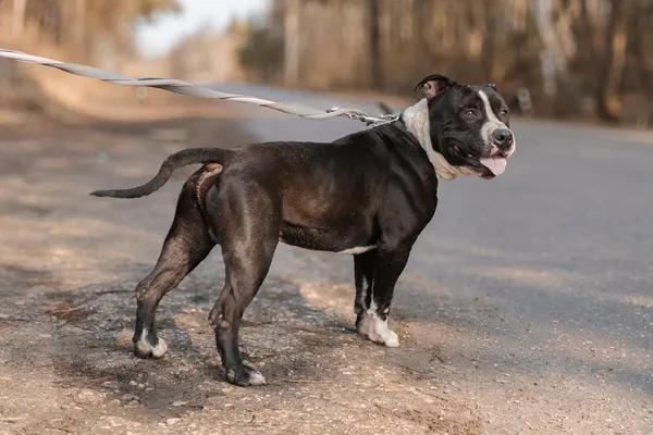 Pies do adopcji, Nowodwór, 11 marca 2025 (1/5)