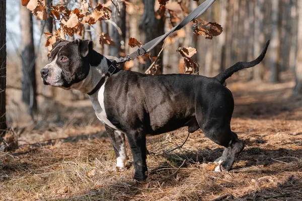 Pies do adopcji, Nowodwór, 11 marca 2025 (2/5)