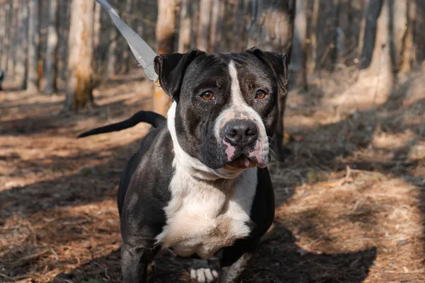 Pies do adopcji, Nowodwór, 11 marca 2025 (3/5)