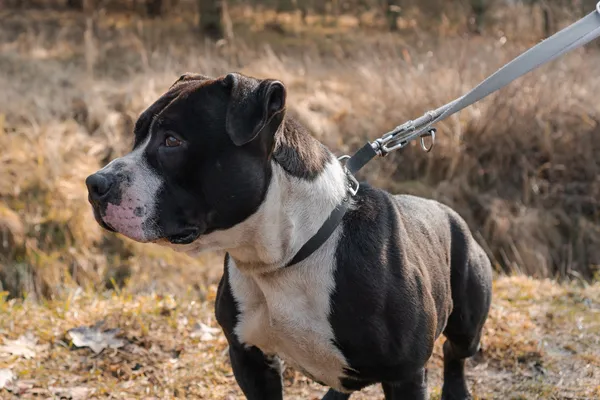 Pies do adopcji, Nowodwór, 11 marca 2025 (4/5)