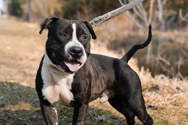 Pies do adopcji, Nowodwór, 11 marca 2025 (5/5)