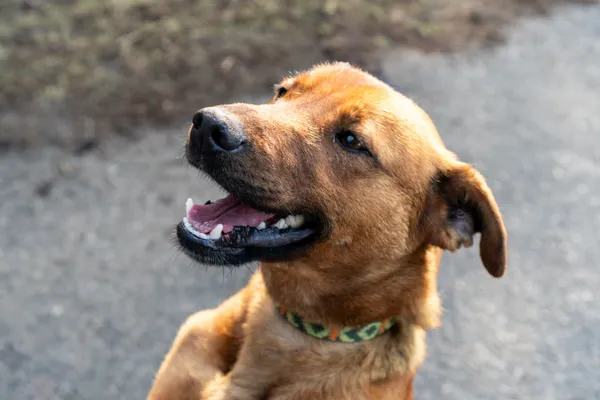 Pies do adopcji, Nowodwór, 11 marca 2025 (1/5)