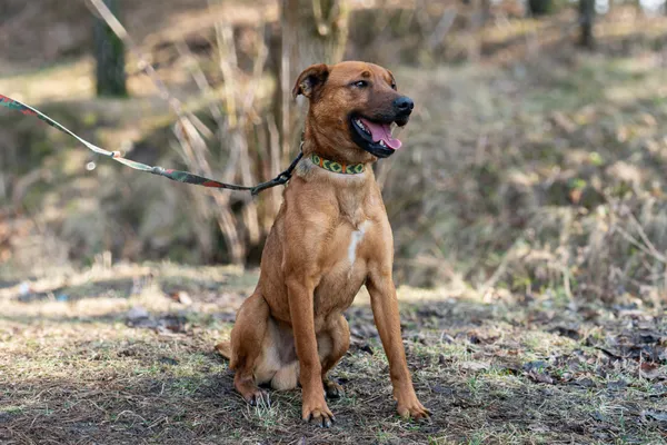 Pies do adopcji, Nowodwór, 11 marca 2025 (2/5)