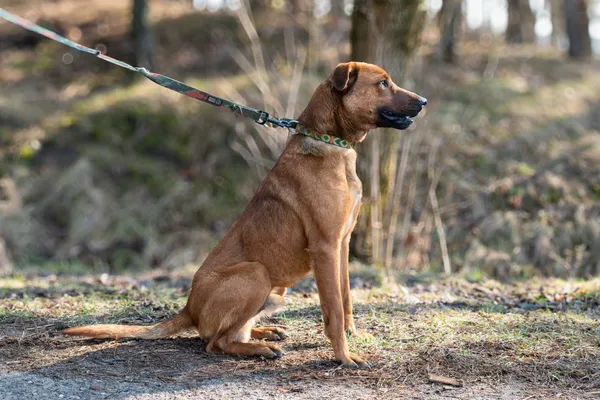 Pies do adopcji, Nowodwór, 11 marca 2025 (4/5)