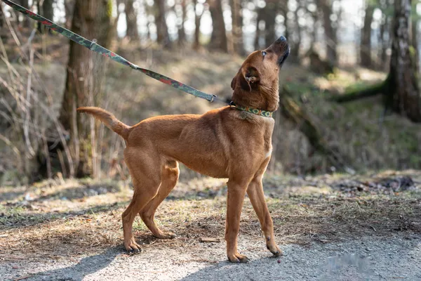 Pies do adopcji, Nowodwór, 11 marca 2025 (5/5)