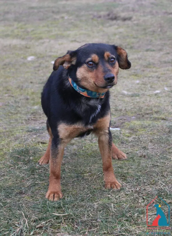 Pies do adopcji, Grudziądz, 18 lutego 2025