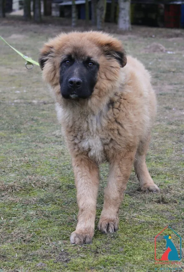 Pies do adopcji, Grudziądz, 18 lutego 2025