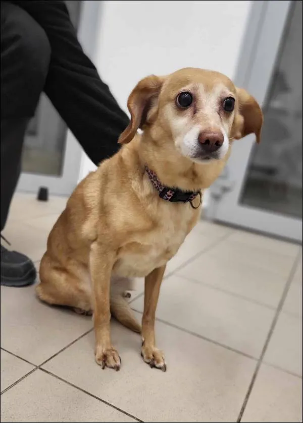 Znaleziono psa, Grudziądz, 11 marca 2025