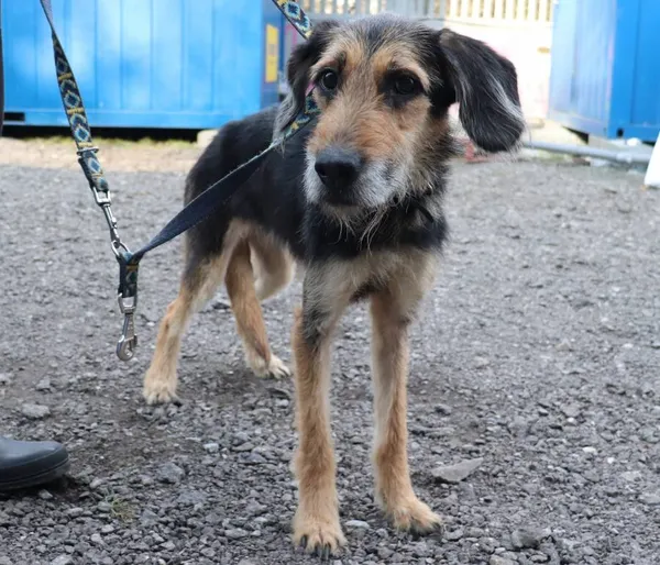 Znaleziono psa, Łódź, 19 lipca 2025 (2/5)