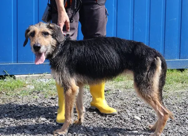 Znaleziono psa, Łódź, 19 lipca 2025 (3/5)