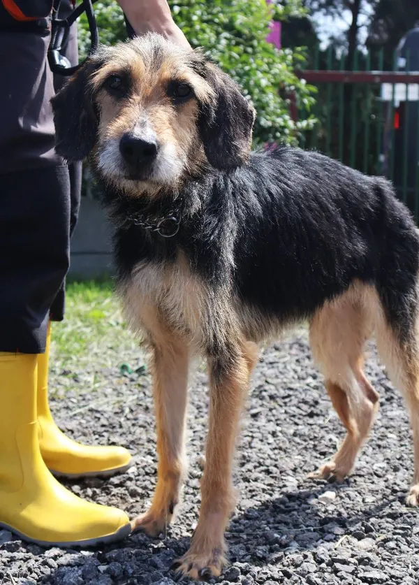 Znaleziono psa, Łódź, 19 lipca 2025 (4/5)