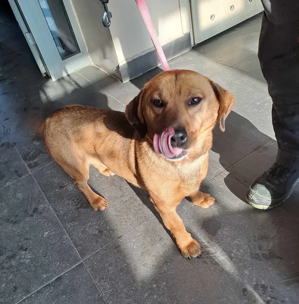 Pies do adopcji, Olsztyn, 24 lutego 2025