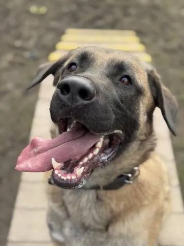 Pies do adopcji, Kraków, 25 lutego 2025 (2/5)