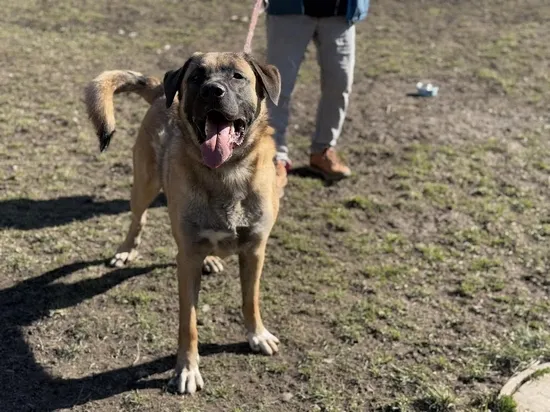 Pies do adopcji, Kraków, 25 lutego 2025 (4/5)