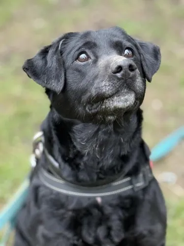 Pies do adopcji, Kraków, 25 lutego 2025 (3/5)