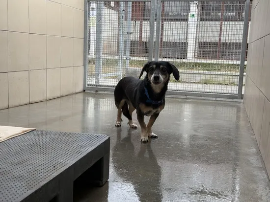 Pies do adopcji, Kraków, 25 lutego 2025